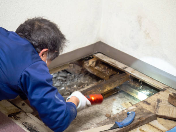 Mold Testing and Removal in Dunn Loring, VA
