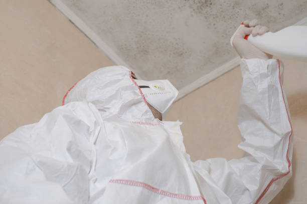 Best Black Mold Removal  in Dunn Loring, VA