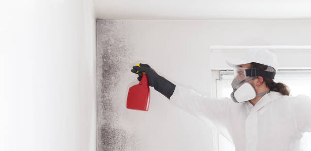 Best Toxic Mold Removal  in Dunn Loring, VA