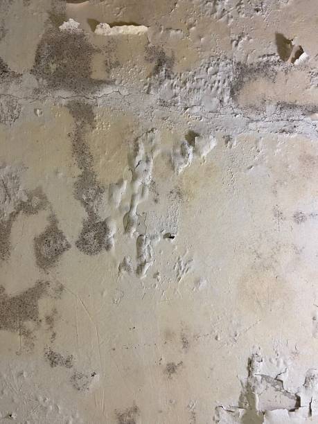 Best Local Mold Removal Service  in Dunn Loring, VA