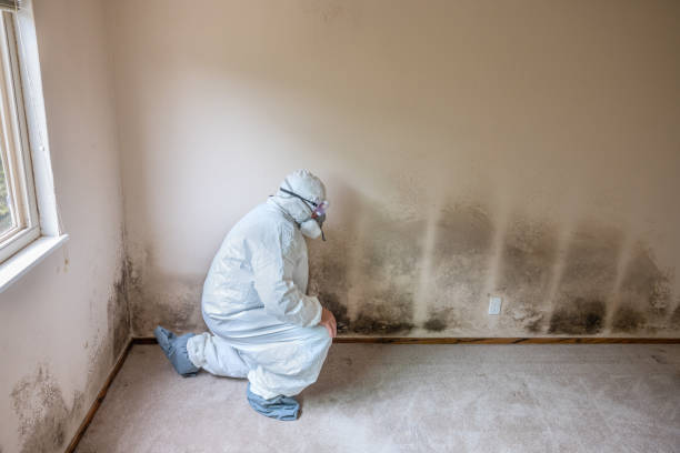 Mold Removal Process in Dunn Loring, VA