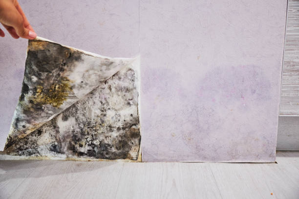 Best Commercial Mold Removal  in Dunn Loring, VA